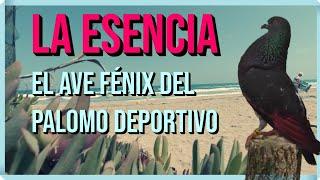 Un día con LA ESENCIA | El Ave Fénix del Palomo Deportivo ️