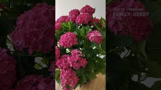 Гортензии 11 июля  в нашем саду #гортензия #flowers #цветы #garden