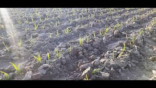 Чеснок в стадии стресса после ночных заморозков на 10.04.21. Корректируем внесение средст защиты СЗР