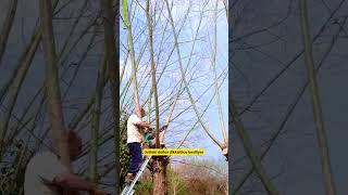  Japonların Ağaç Kesmeden Odun Üretmelerini Sağlayan Müthiş Teknik