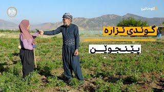 ئاوەدانبێ: گوندی نزارە - قەزای پێنجوێن