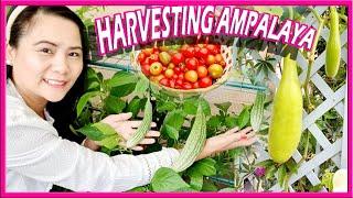 Harvesting Ampalaya Bitter Melon Gourd With Cherry Tamatos Manila London Small UK Urban Garden VLOG