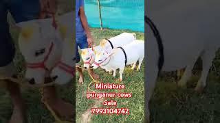 Pure punganur cows for sale 7993104742