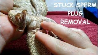 Bearded Dragon HUGE SPERM PLUG Removal | WARNING GROSS!!