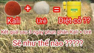 Kết quả diệt cỏ bằng Kali và Urê sau 3 ngày phun !!!!