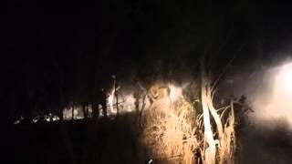 The Fight between Freddy and the Charleston Male Lions