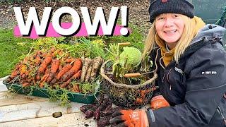 Autumn Abundance in my English Vegetable Garden | Huge November Harvest