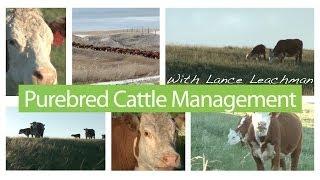 - Hereford -  Purebred Cattle Management - Record Keeping