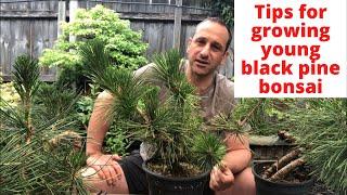 Black pine bonsai Tips for growing young black pine bonsai and how to grow young black pine bonsai