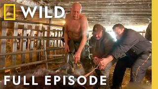 Frozen Udders and the Pregnant Cow (Full Episode) | The Incredible Dr. Pol | National Geographic