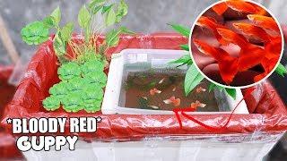 Trying to breed my BLOODY RED GUPPY in 20 gallon tank