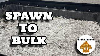 How To SPAWN Grain To Bulk Substrate