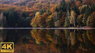 4K Autumn Forest - Relaxing Nature Video  Increíbles Colores de Otoño 