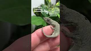 Meet the Boettger’s Chameleon!
