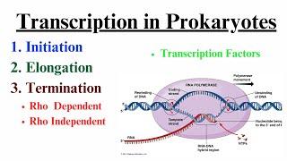 Prokaryotic transcription/ Transcription in Prokaryotes