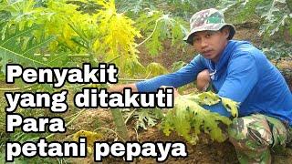 Penyebab daun pepaya menguning dimusim hujan