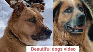 Beautiful dogs video footage||dogs||pet animals|| pet care