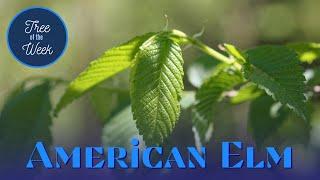 Tree of the Week: American Elm