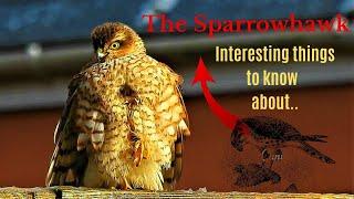 Interesting things to know about..The Sparrowhawk