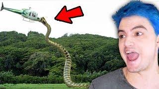 6 animais que AINDA BEM que foram EXTINTOS! [+10]