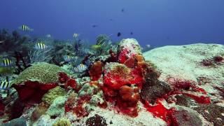 Paamul Shallows Scuba Dive, Paamul, Mexico