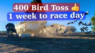 400 bird training toss, prep for 1st race