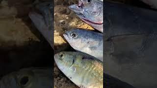 Ortaya Karışık                             #antalya #fishing #fishlife #jigfishing #fishingvideo