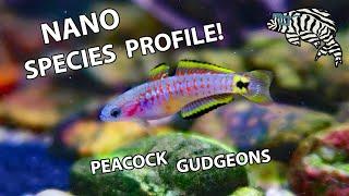 PEACOCK GUDGEONS!! Keeping, Feeding & Breeding - Species Profile