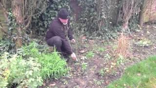 How to... Prune Roses with Simon Bax, our Plant Expert