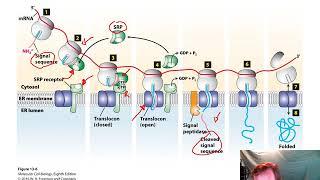 Moving Proteins into Membranes and Organelles (Chapter 13)