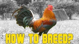 How to Breed Chicken A Beginners Guide