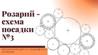 Схема посадки розария в желто-бордовой гамме. Практический урок от ландшафтного дизайнера.