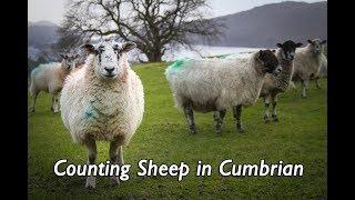 Counting Sheep in Cumbrian