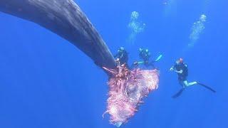 Fury the sperm whale caught in fishing nets near Sicily, amazing rescue