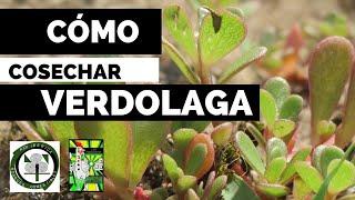 COSECHAR VERDOLAGA | #BOSQUESCOMESTIBLES