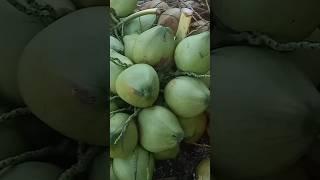 kelapa hijau segar