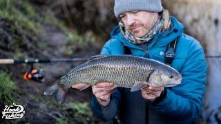 Winter Chub fishing UK - Baits and Rigs