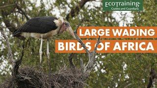 Can you identify the eight storks of Africa?  l Birds of the Bush l EcoTraining