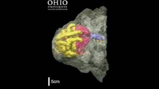 WitmerLab: Euoplocephalus brain & nasal cavity  - Rolling Animation