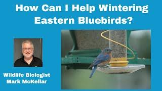 How Can I Help Wintering Eastern Bluebirds?