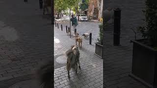 #sakartvelo #georgia #tbilisi #oldtbilisi #dog #dogs