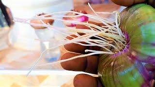 Onion growing problems solved 1: A simple trick to get Onions to grow roots quickly