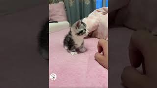 All Sweet Cutie Kitty Babies Cute Cats Shorts Video Compilations  -EPS1147 #cutenessoverload