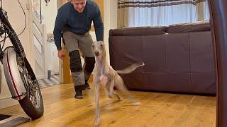Winding Up My Whippet for 4 Minutes 12 Seconds