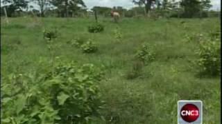 Farmer finds mulatto grass difficult to maintain