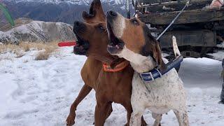 Screaming Eagle Outdoors - Hells Canyon Idaho Mountain Lion Hunt With Hounds Preview