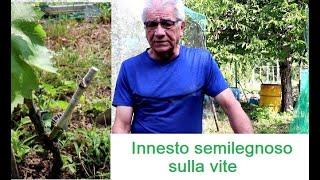 Innesto semilegnoso della vite