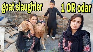 Woman slaughter | goat casting | lady slaughter goat | goat slaughter Rabia Simple Life