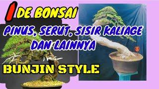 BUNJIN STYLE BONSAI SERUT, SISIR KALIAGE, PINUS DAN LAINNYA || IDE BONSAI