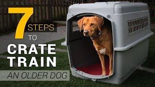 How to Crate Train an Older Dog in 7 Simple Steps